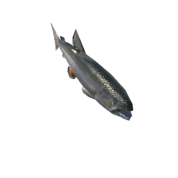 lake trout